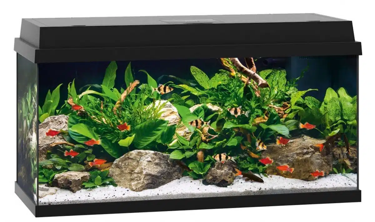 Akvarium på hybel og studieleilighet