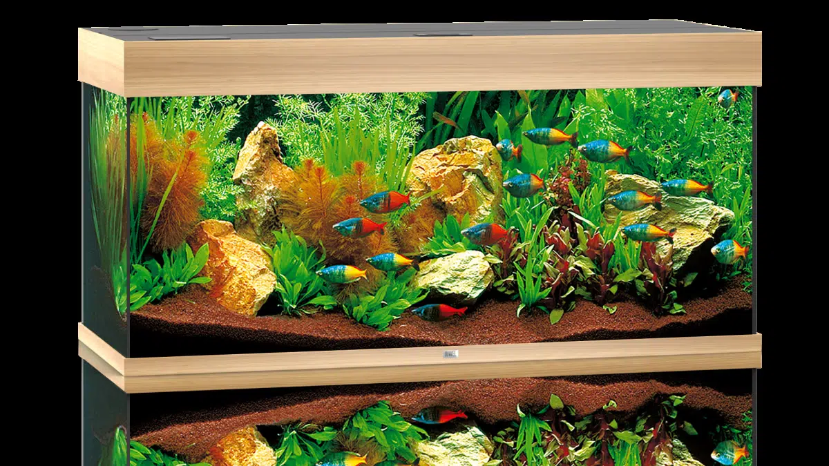 Akvarium på hybel og studieleilighet, Komplett guide for nybegynnere