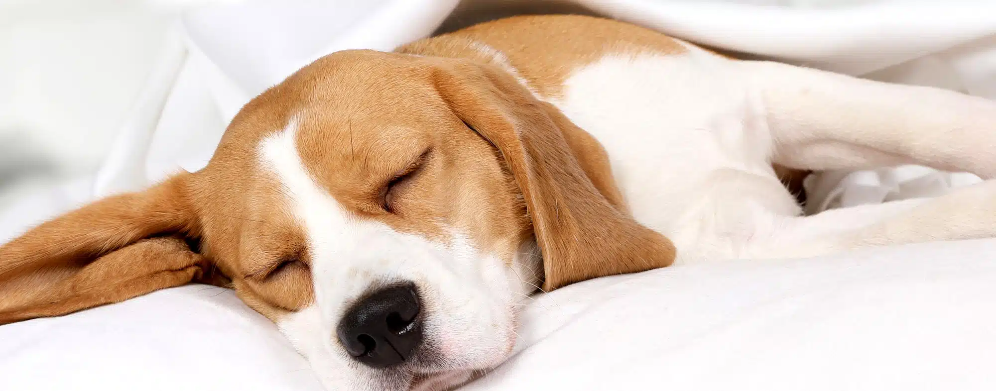 Hunder sover mest og best når de har sitt eget, trygge hvilested.