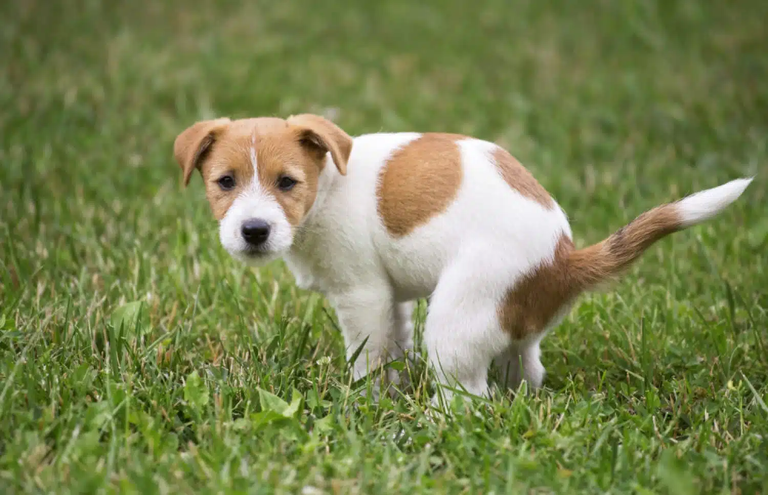 Løs mage og diaré hos hund – slik kan du hjelpe