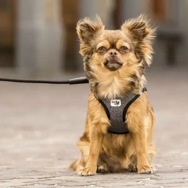 Curli Step-in Hundevest Hundesele Merino Ull (2 farger)