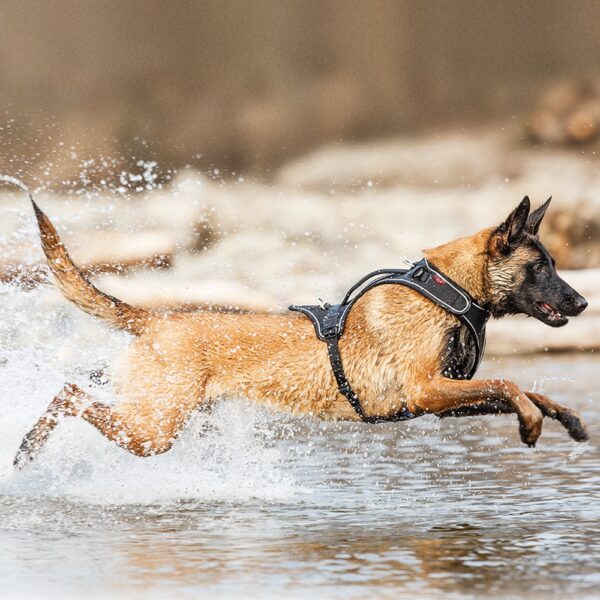 Curli Belka Harness Hundesele Refleks