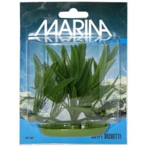 Plastplante crypt beckettii