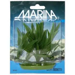 Plastplante crypt beckettii