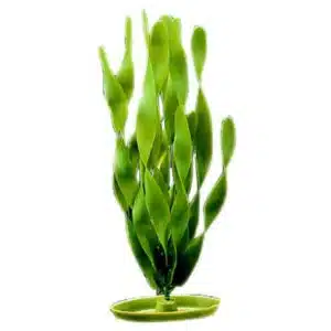 Plastplante jungle vallisneria
