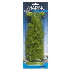 Plastplante hornwort