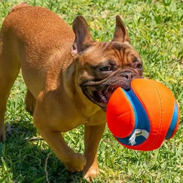 Chuckit! Chuckit Kick Fetch Flyteleke 19 cm