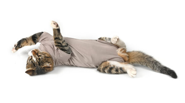 BUSTER Body Suit Step'n Go til katt
