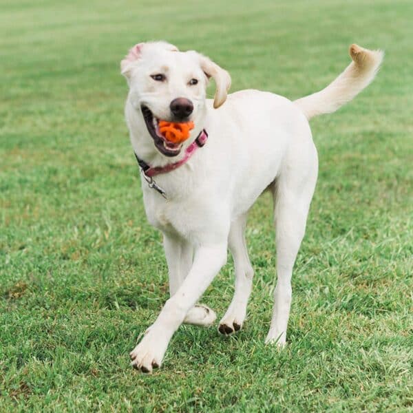 Chuckit! Breathe Right Ball Flyteleke