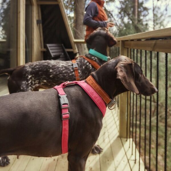 Hurtta Casual ECO Y-hundesele