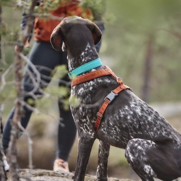 Hurtta Casual ECO Y-hundesele