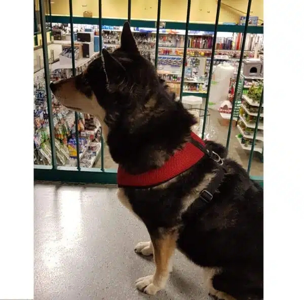 Richo Soft Hundesele