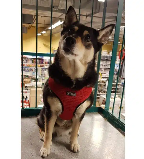 Richo Soft Hundesele