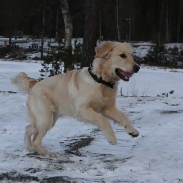 KONG Squeezz Action Ball Hundeleke Rød