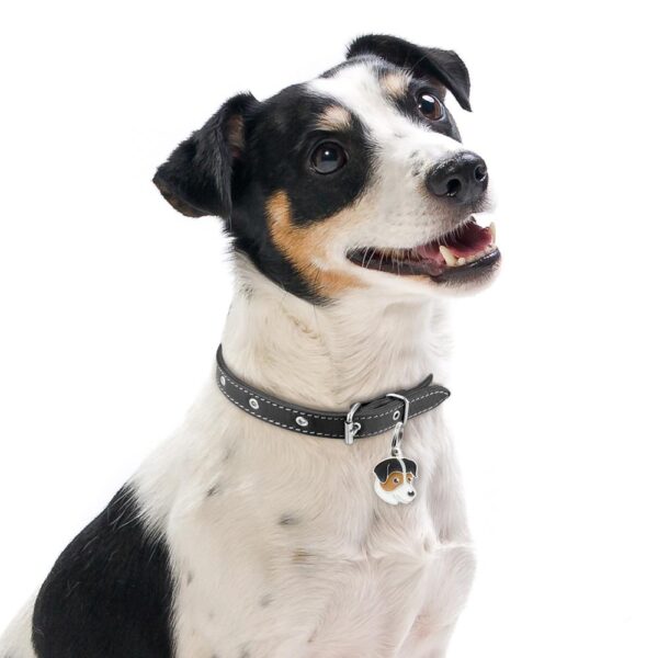 Myfamily Jack Russell terrier