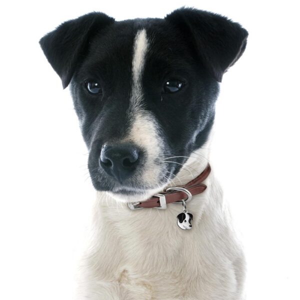 Myfamily Jack Russell terrier
