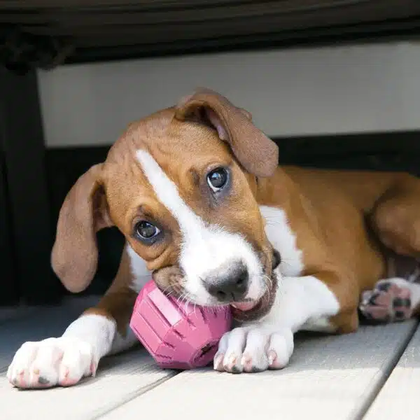 Kong Puppy Activity Ball