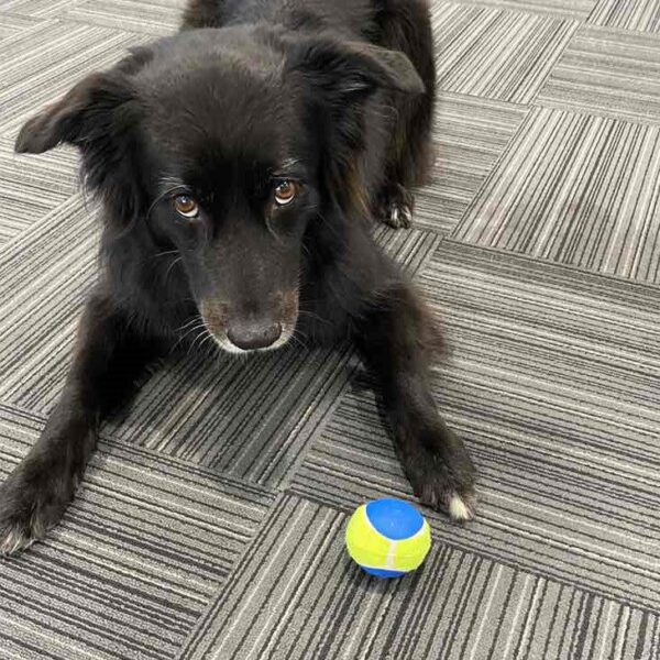 Kong Airdog Ultra Squeaker ball