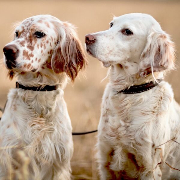 MyFamily Engelsk Setter IDtag