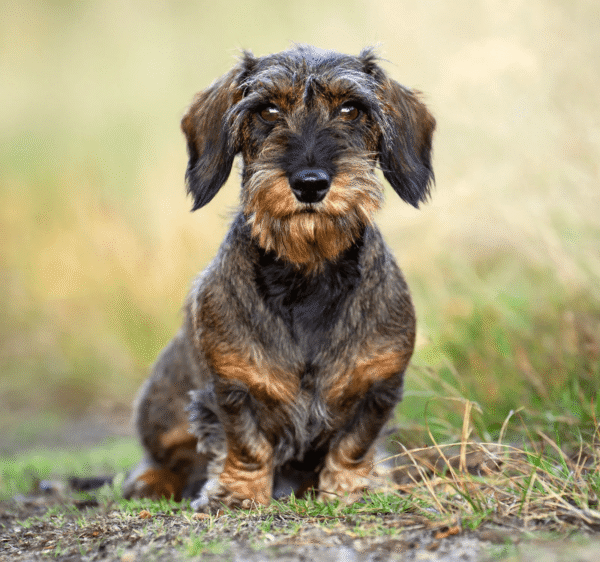 Myfamily Dachshund IDtag