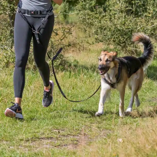 Trixie magebelte med strikk kobbel M-L