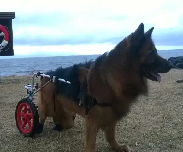 Rehab kjørestol til hund str. L 27-45kg