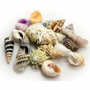 Sneglehus mix