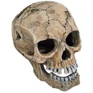 Hodeskalle 20cm