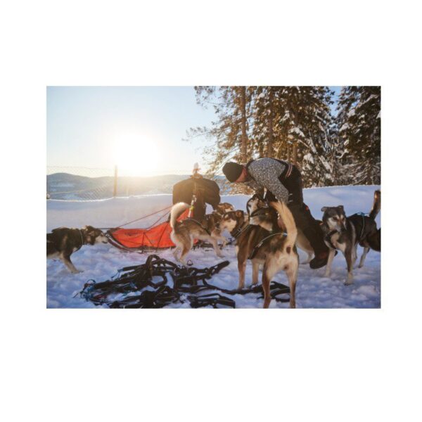 Non-Stop Dogwear Nansen Nome Harness 5.0 Trekksele