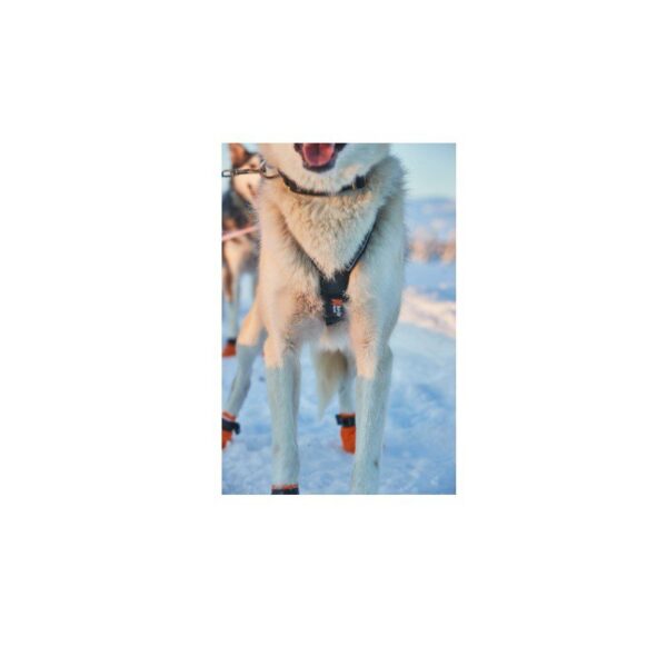 Non-Stop Dogwear Nansen Nome Harness 5.0 Trekksele