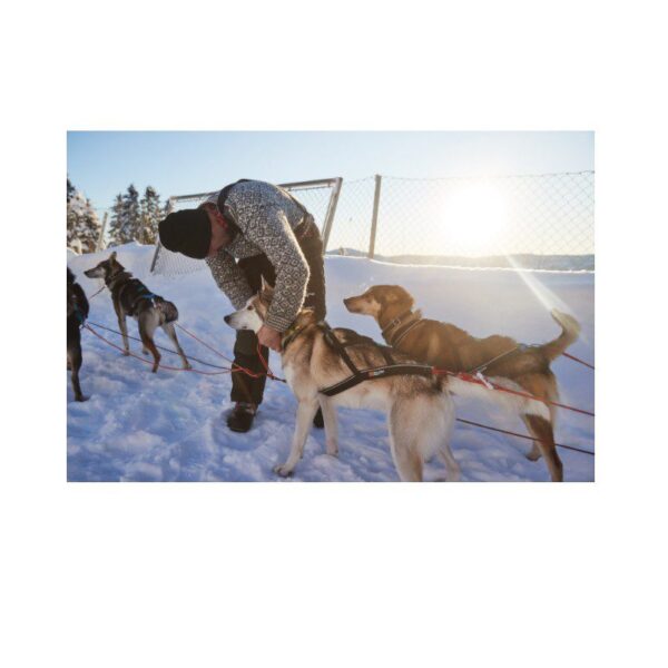Non-Stop Dogwear Nansen Nome Harness 5.0 Trekksele