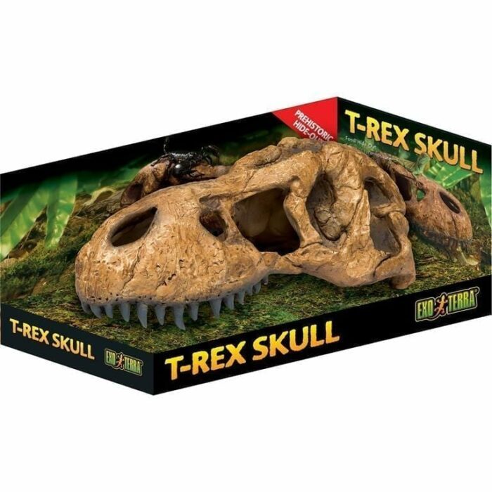 Grotte T Rex Kranium Exoterra