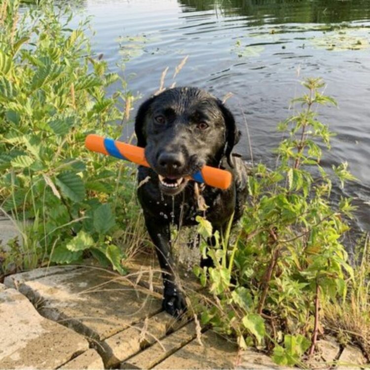 Chuckit! Ultra Fetch Stick -Pinne til Hund