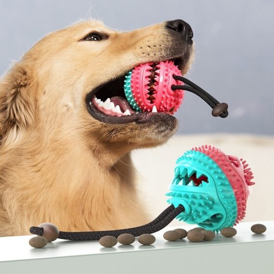 Aktivitet-belønningsball med snor til hund