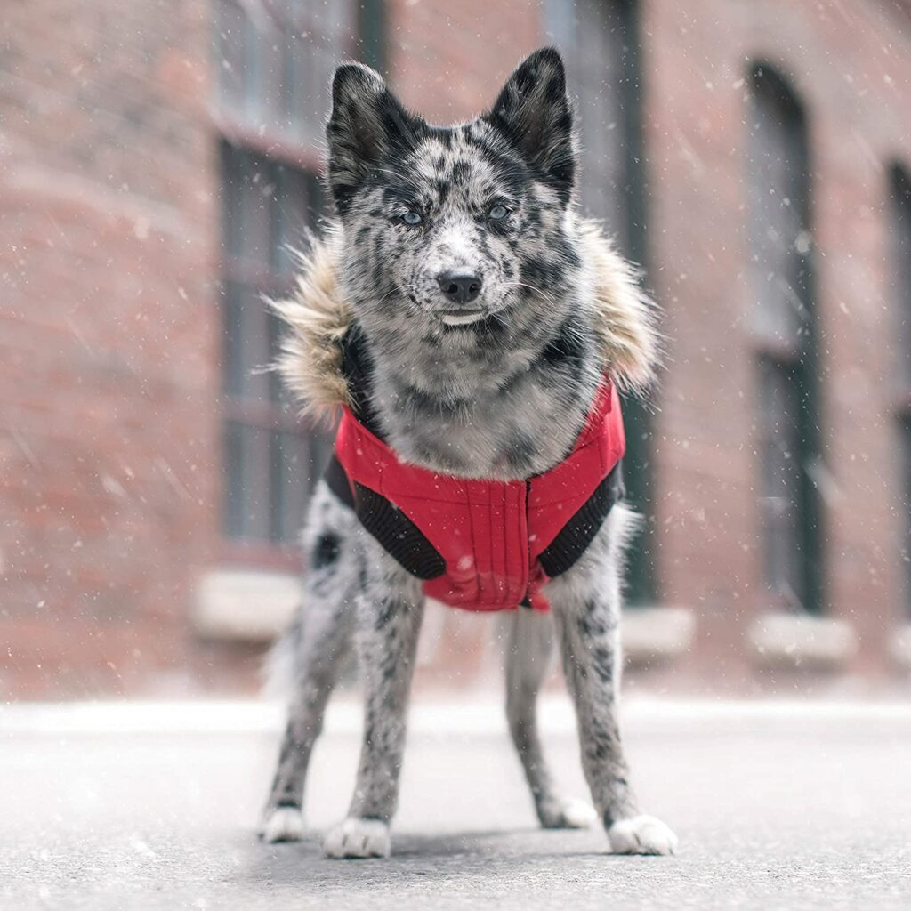 Canada Pooch North Pole Parkas