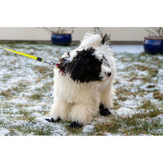 Potesokker Hundesokker Snøsokker 4 pack