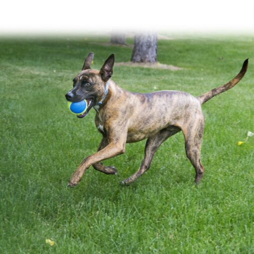 Kong Airdog Ultra Squeaker ball