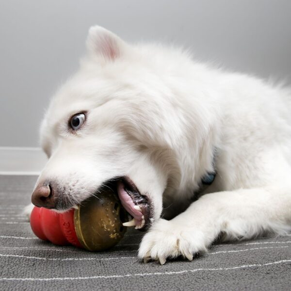 KONG Marathon Chews Dog Treat fyll til leke Peanøttsmør, 2-pakk