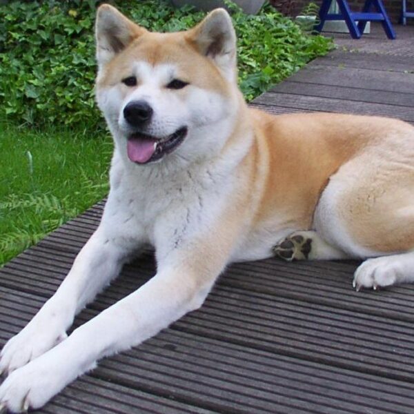 Myfamily Akita Inu IDtag