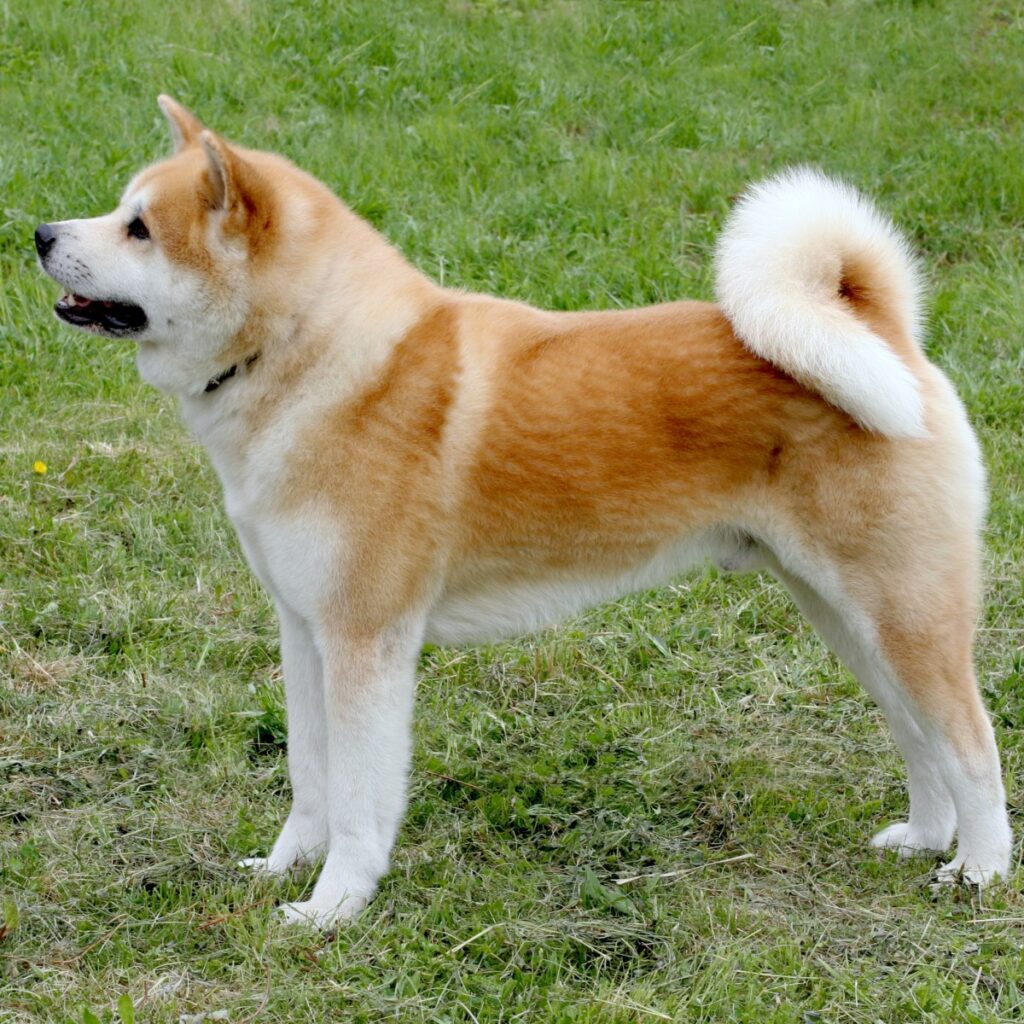 Myfamily Akita Inu IDtag