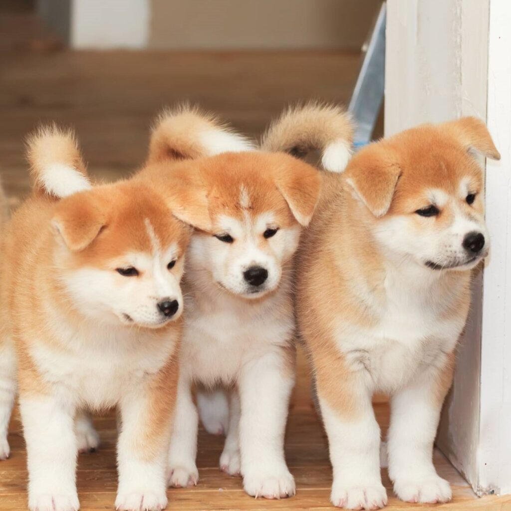 Myfamily Akita Inu IDtag