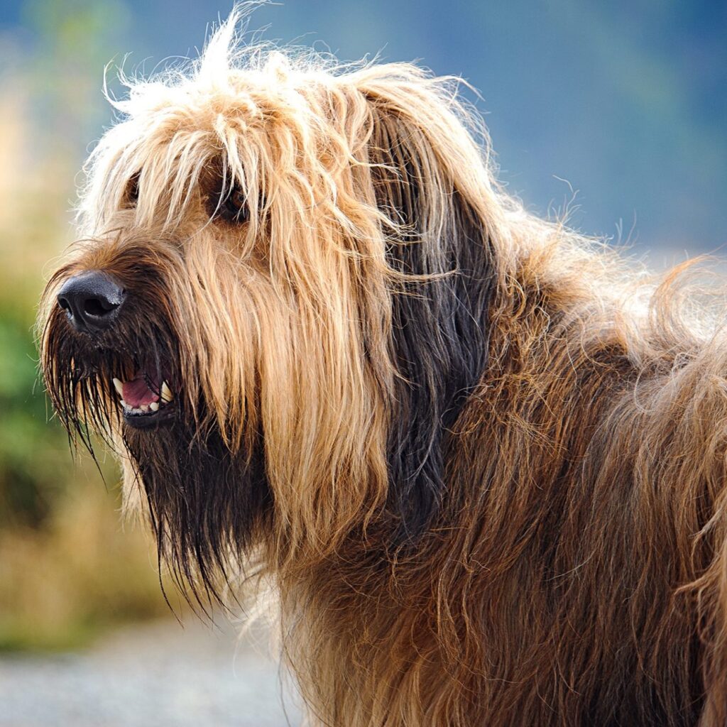 Myfamily Briard IDtag