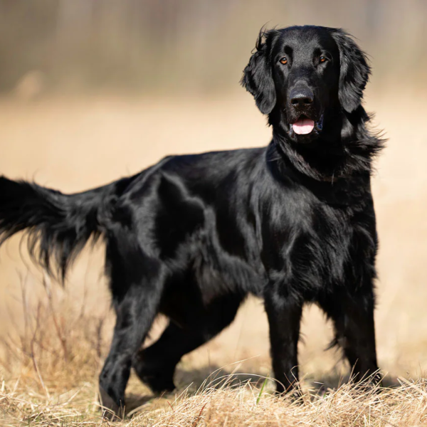 Myfamily Flat coated retriever IDtag