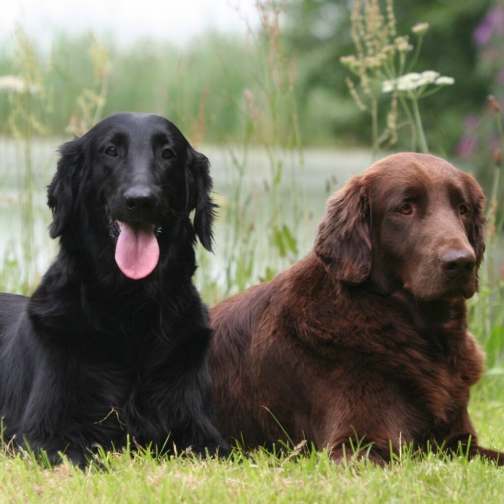 Myfamily Flat coated retriever IDtag