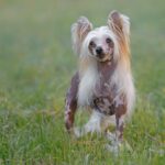 Myfamily Kinesisk nakenhund IDtag