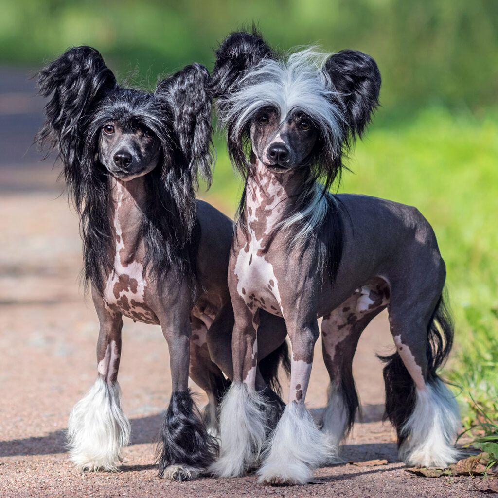 Myfamily Kinesisk nakenhund IDtag