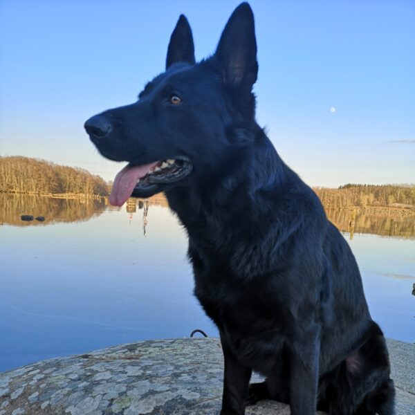 Myfamily Schæferhund IDtag