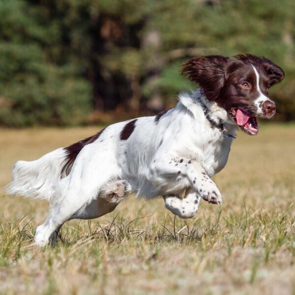 Myfamily Springer Spaniel