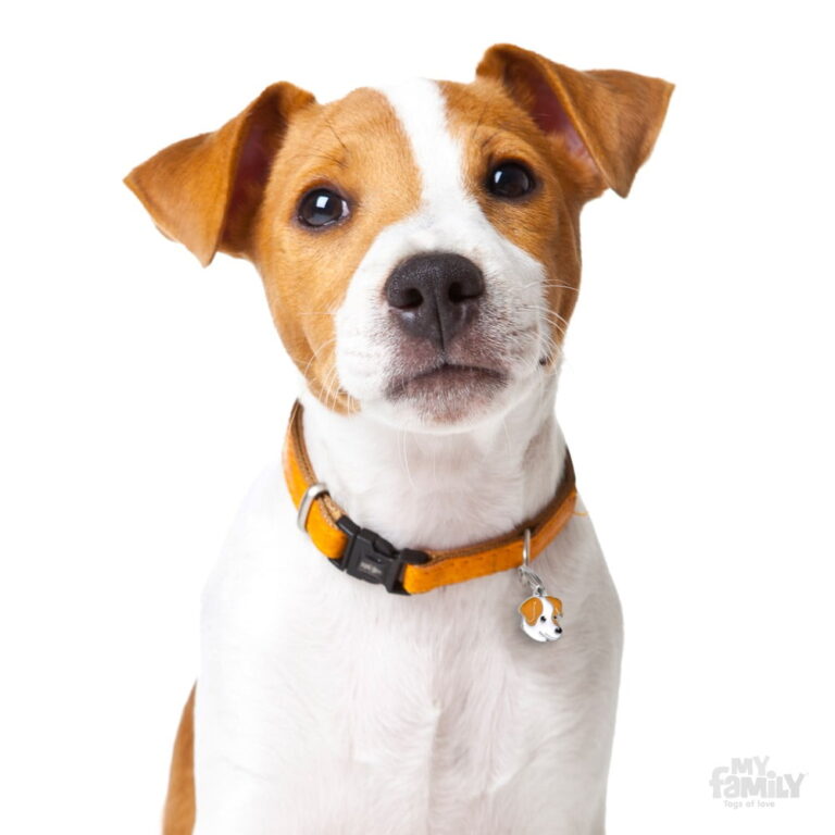 Jack Russell terrier brun