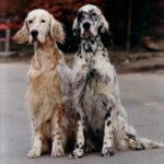 MyFamily Engelsk Setter ID-Tag